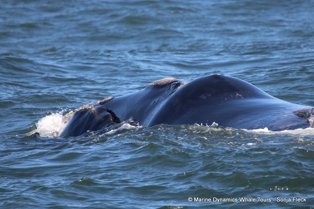 Southern right whale, whale watching, gansbaai, south africa,