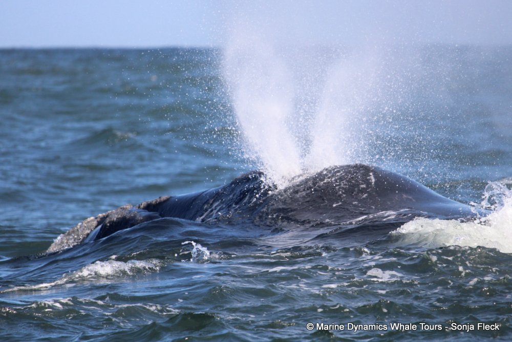 Marine Big 5 Daily Blog 27 September