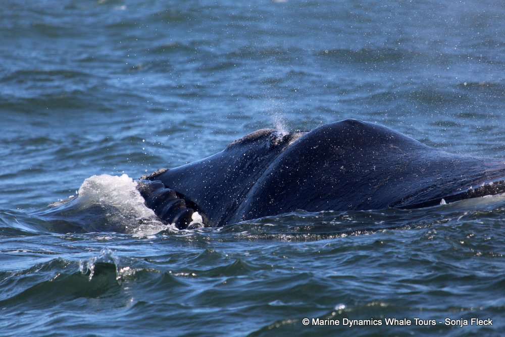 Southern right whale, whale watching, gansbaai, south africa,