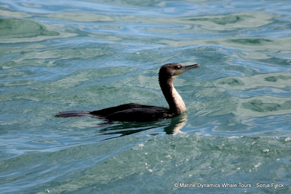 White-breasted cormorant, whale watching, gansbaai, south africa