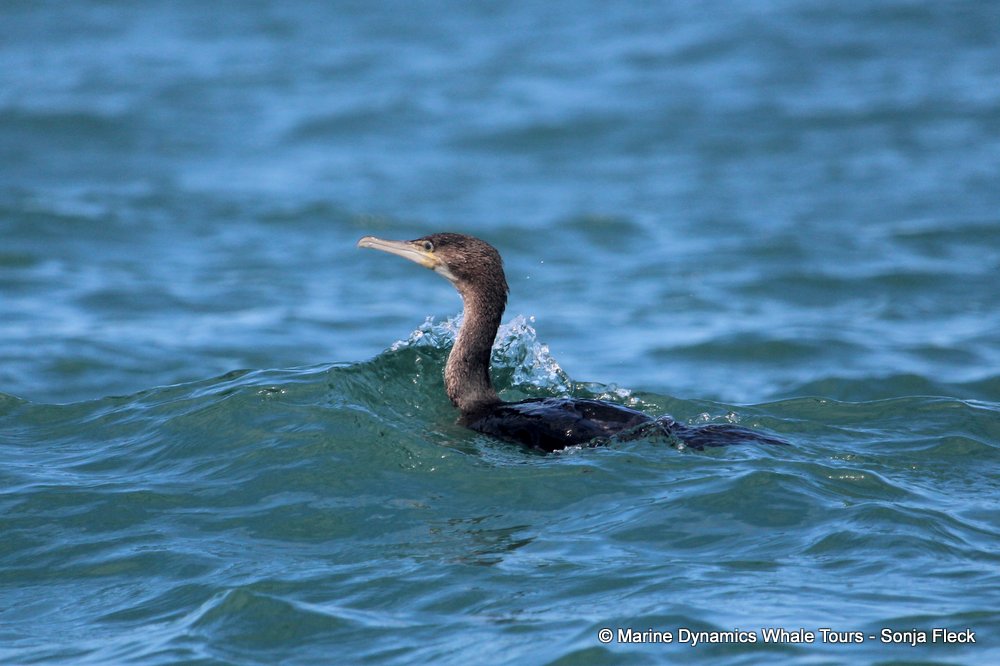 White-breasted cormorant, whale watching, gansbaai, south africa