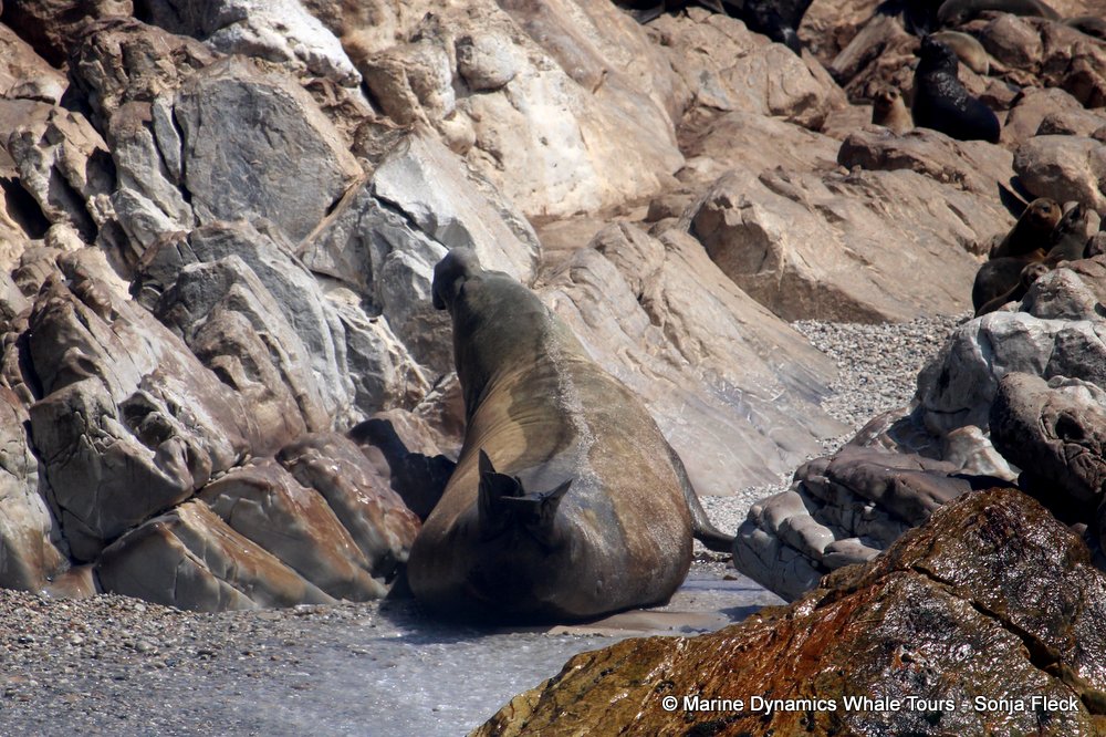 elephant seal, whale watching, gansbaai, south africa
