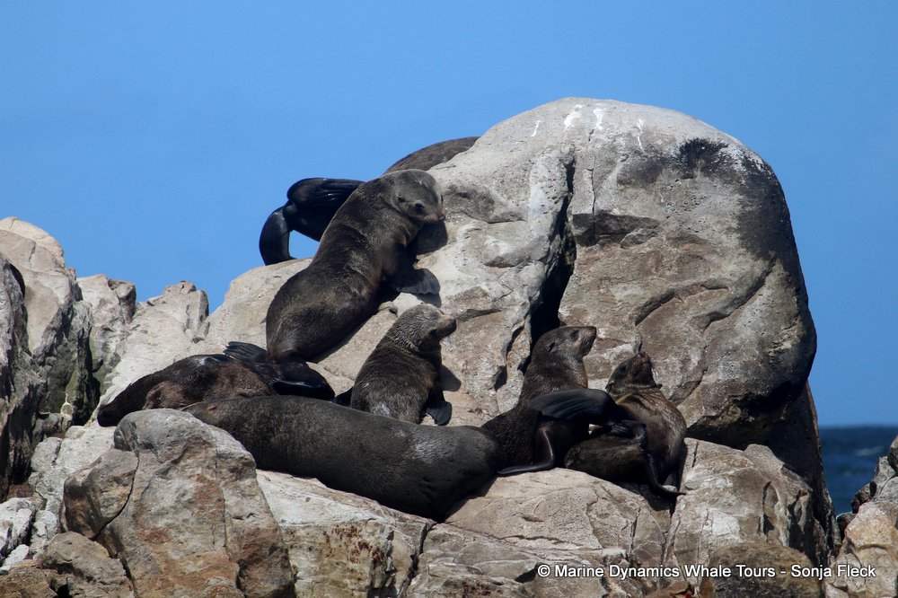 cape fur seal, whale watching, gansbaai, south africa