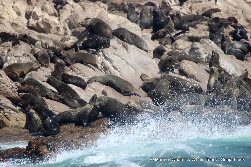 cape fur seal, whale watching, gansbaai, south africa