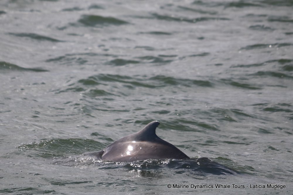 dolphin, whale watching, gansbaai, south africa,
