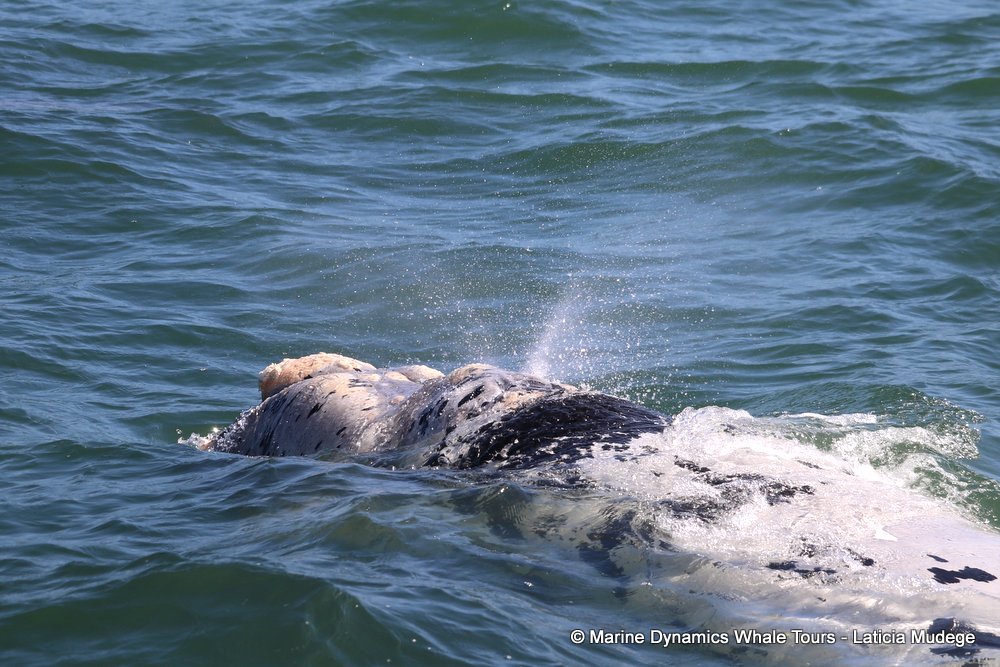 Southern right whale, whale watching, gansbaai, south africa,