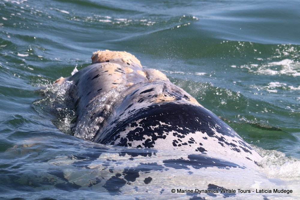 Southern right whale, whale watching, gansbaai, south africa,