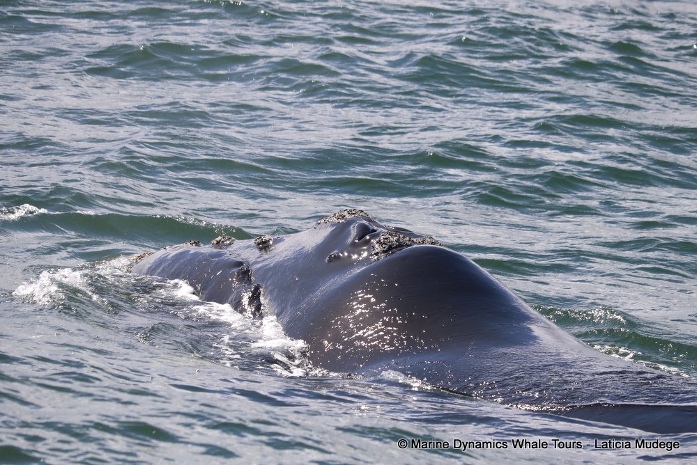 Southern right whale, whale watching, gansbaai, south africa,