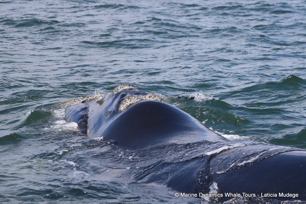 Southern right whale, whale watching, gansbaai, south africa,