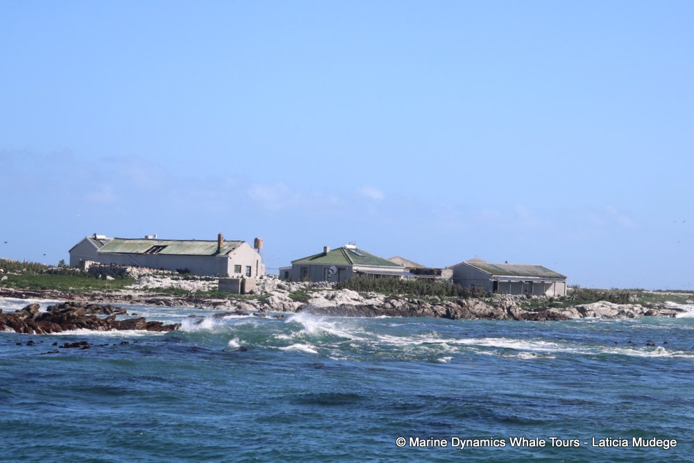 dyer island, whale watching, gansbaai, south africa,