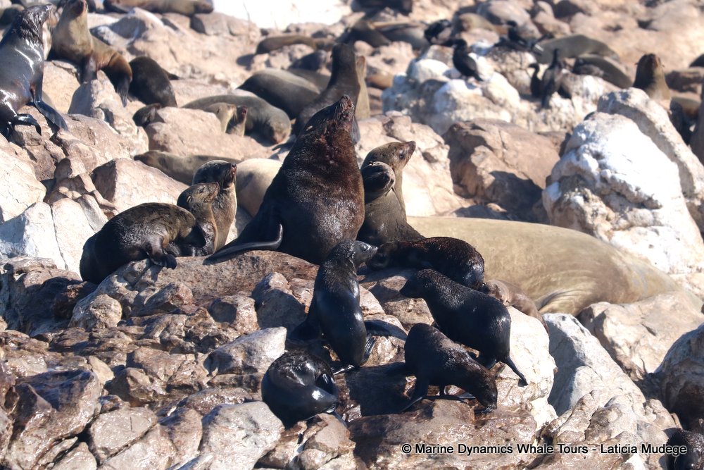 cape fur seal, whale watching, gansbaai, south africa