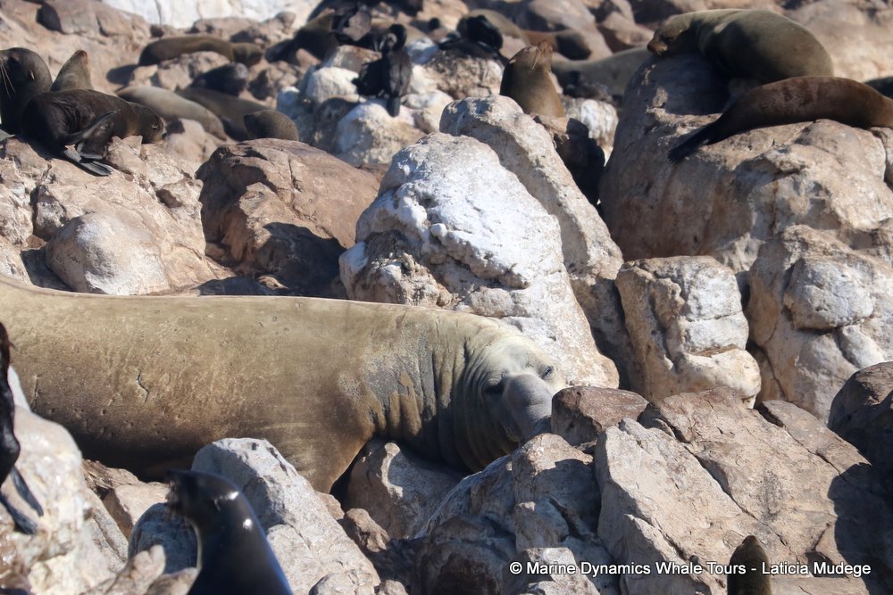 cape fur seal, whale watching, gansbaai, south africa