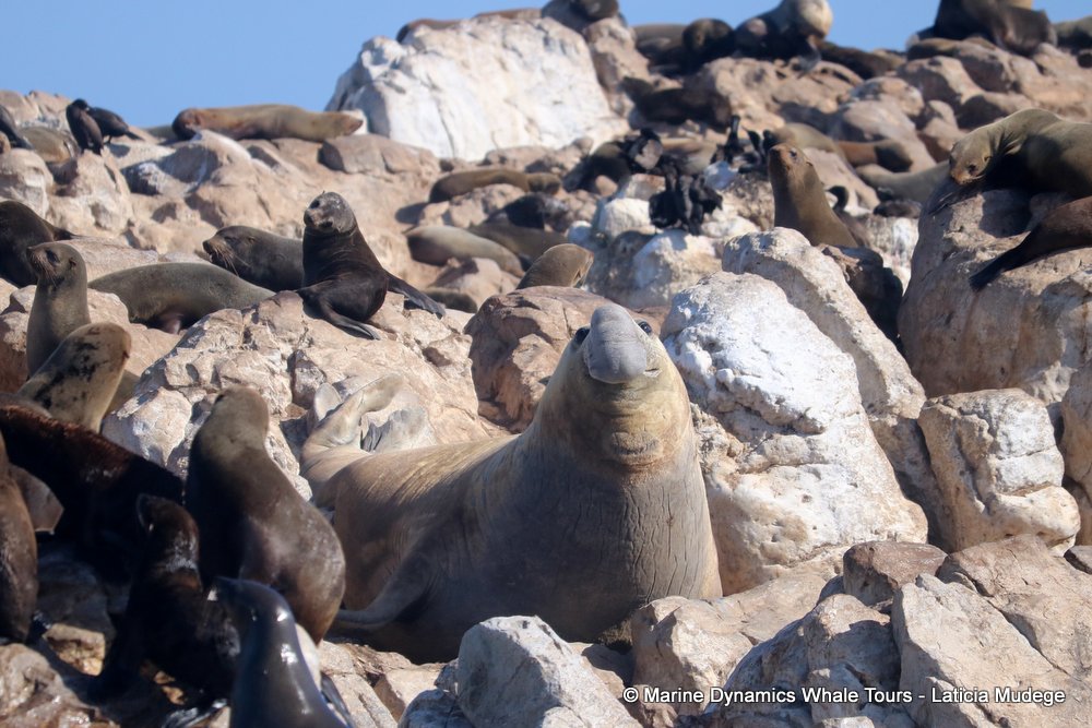 cape fur seal, whale watching, gansbaai, south africa