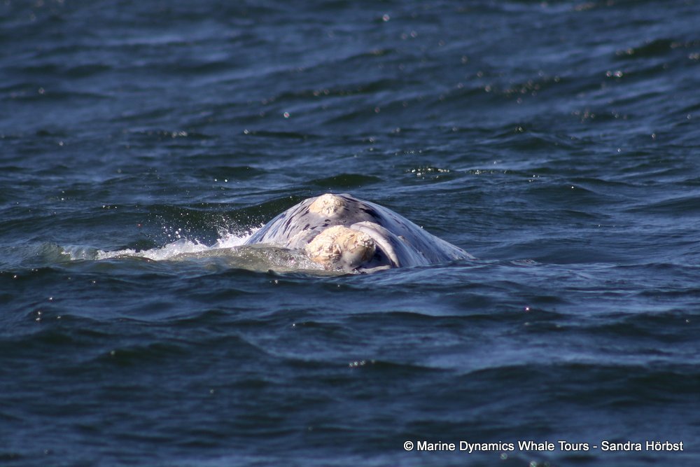 Southern right whale, whale watching, gansbaai, south africa,