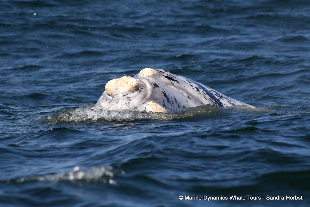Southern right whale, whale watching, gansbaai, south africa,