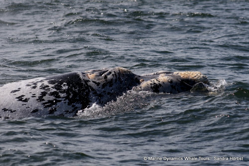 Southern right whale, whale watching, gansbaai, south africa,