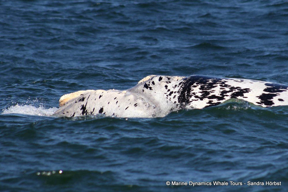 Southern right whale, whale watching, gansbaai, south africa,