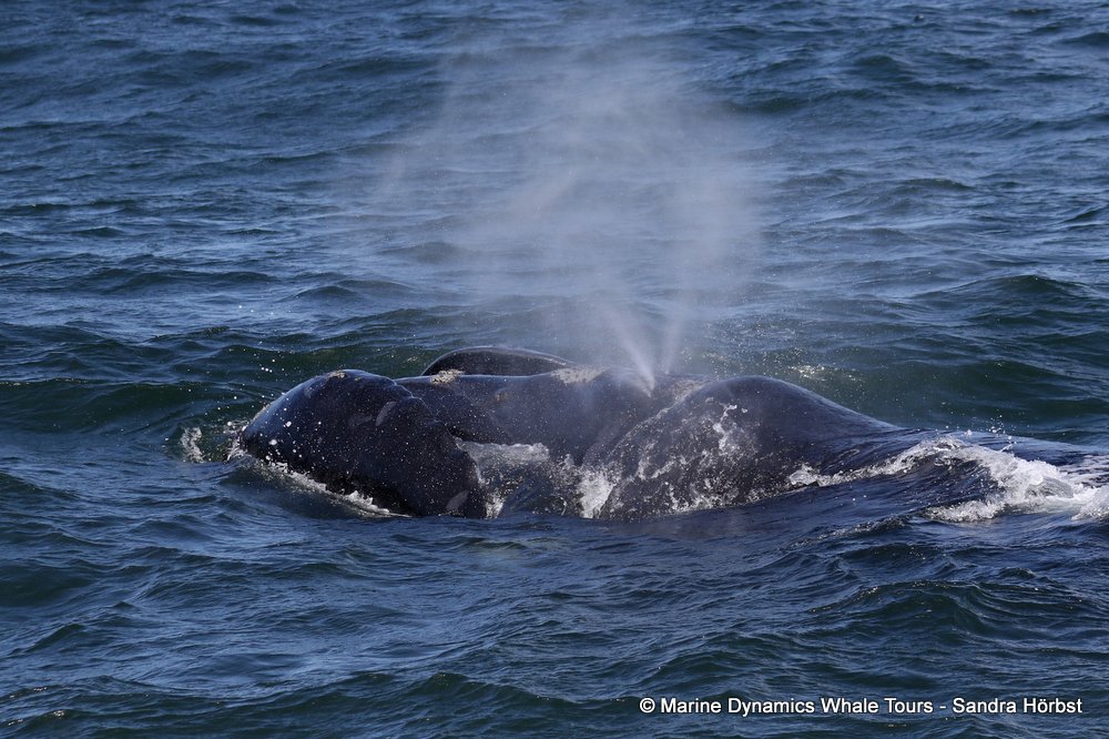 Southern right whale, whale watching, gansbaai, south africa,