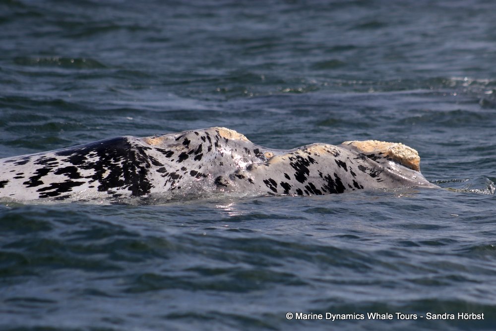 Southern right whale, whale watching, gansbaai, south africa,