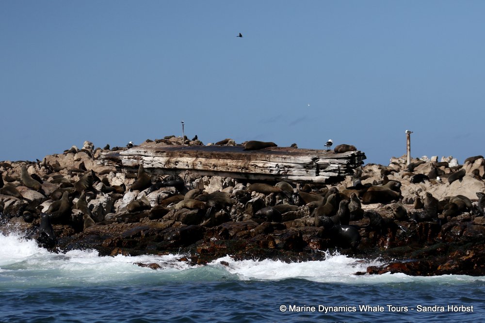 cape fur seals, whale watching, gansbaai, south africa,