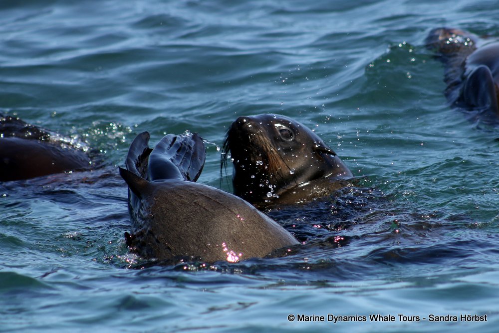 cape fur seals, whale watching, gansbaai, south africa,