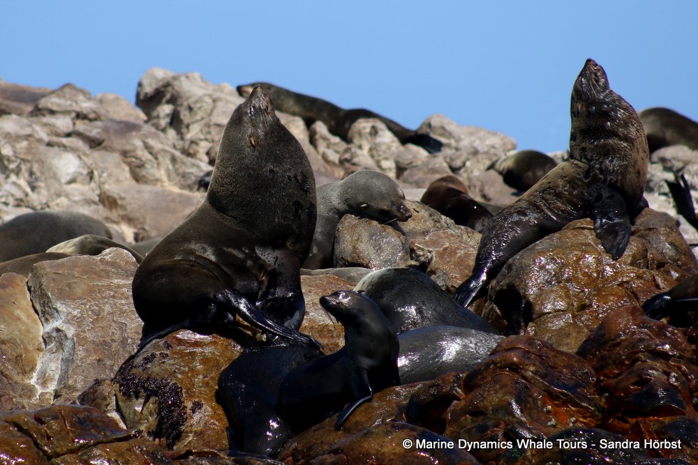cape fur seal, whale watching, gansbaai, south africa
