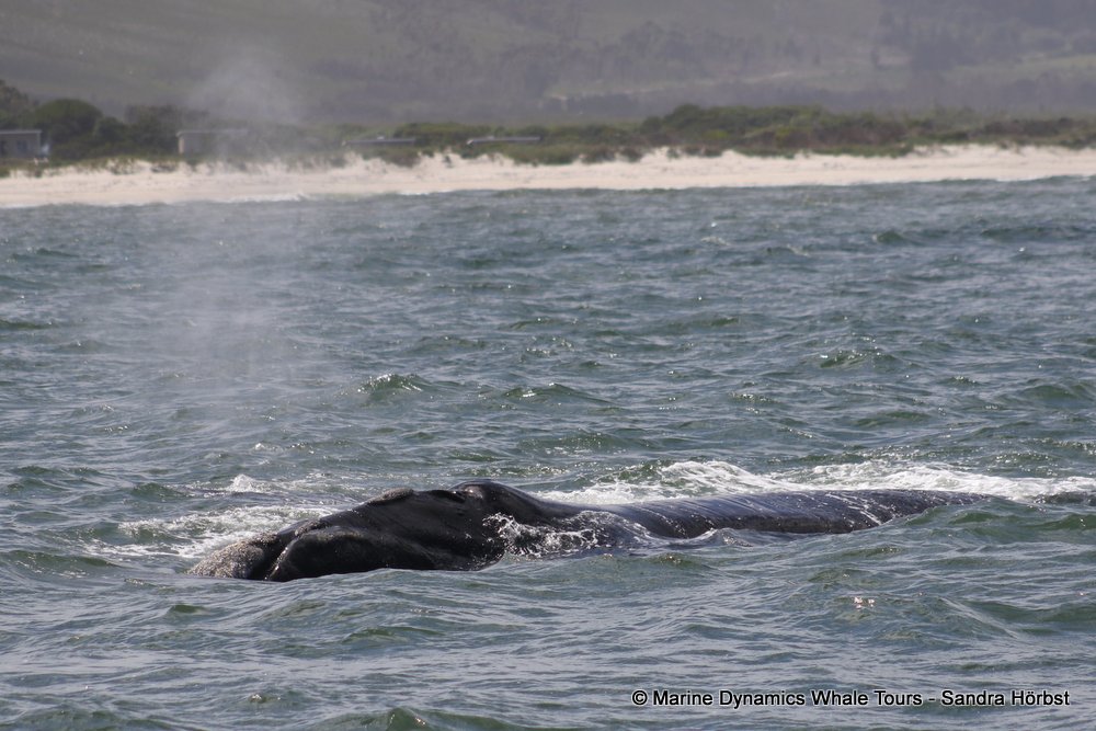 Southern right whale, whale watching, gansbaai, south africa,