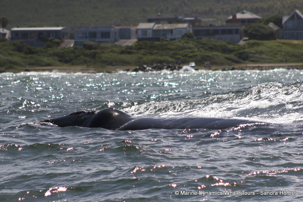 Southern right whale, whale watching, gansbaai, south africa,