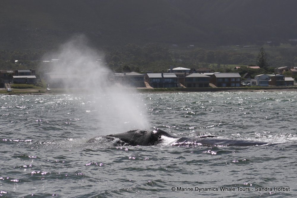Southern right whale, whale watching, gansbaai, south africa,