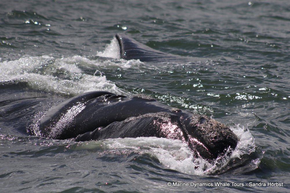 Southern right whale, whale watching, gansbaai, south africa,