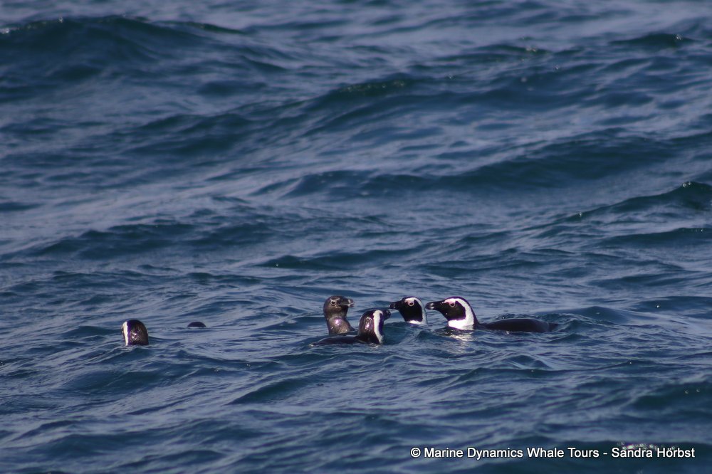 penguins, whale watching, gansbaai, south africa,