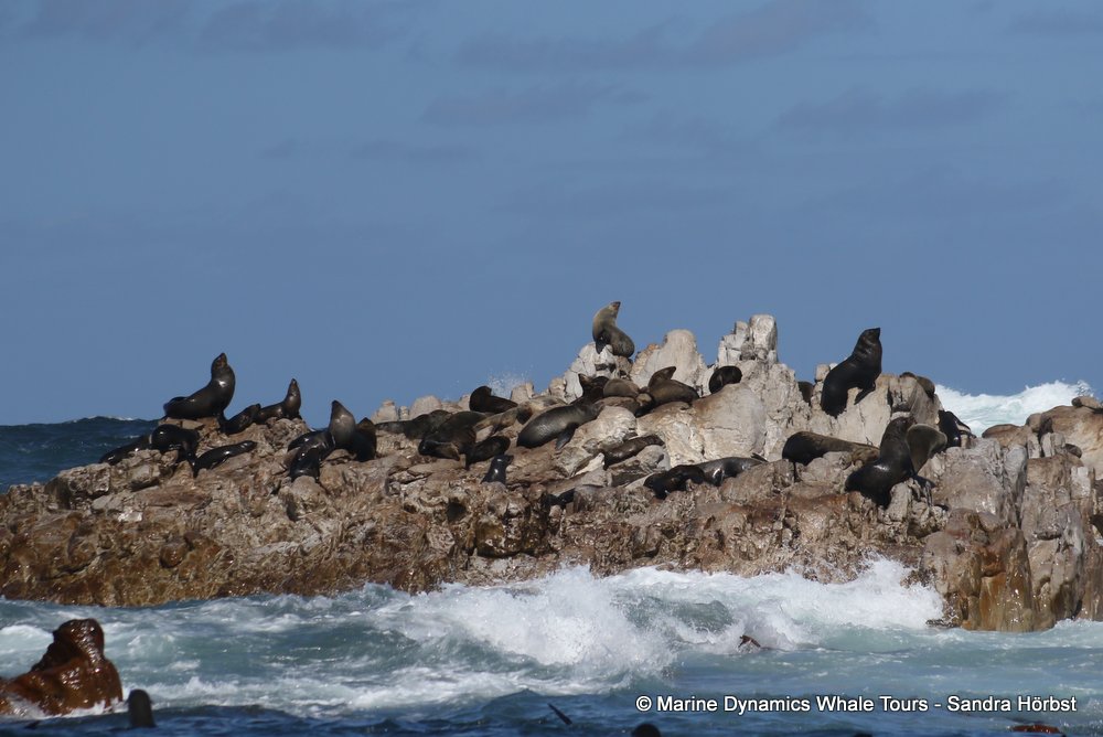 cape fur seal, whale watching, gansbaai, south africa