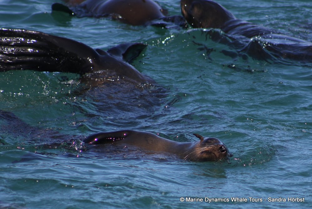 cape fur seal, whale watching, gansbaai, south africa