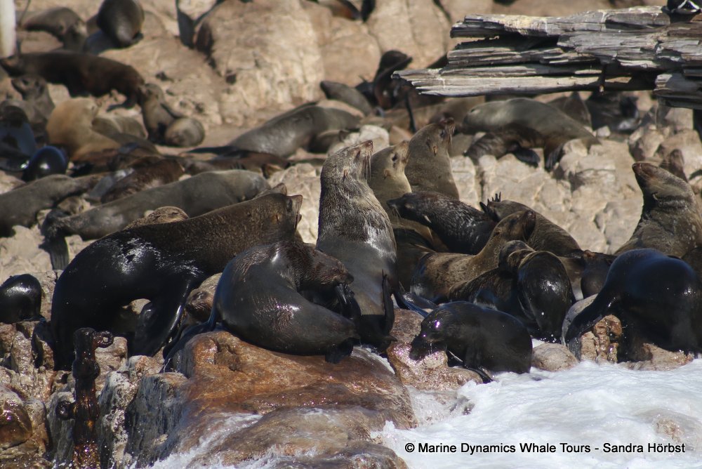 cape fur seal, whale watching, gansbaai, south africa
