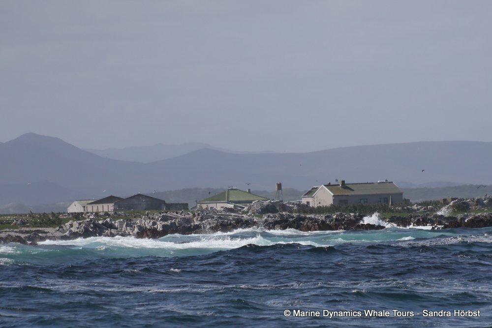 dyer island, whale watching, gansbaai, south africa,