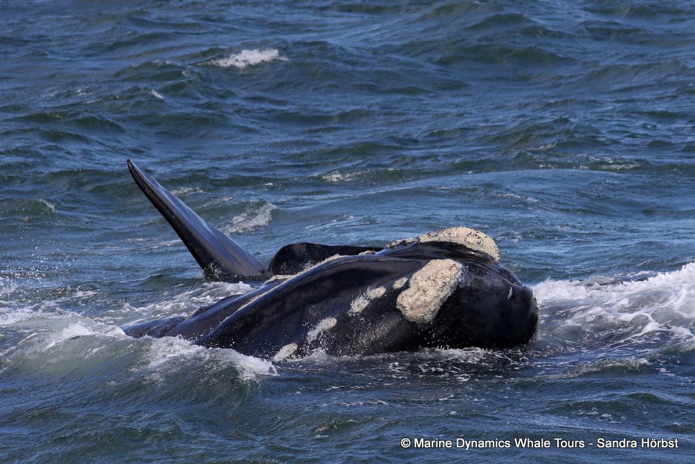 Southern right whale, whale watching, gansbaai, south africa,
