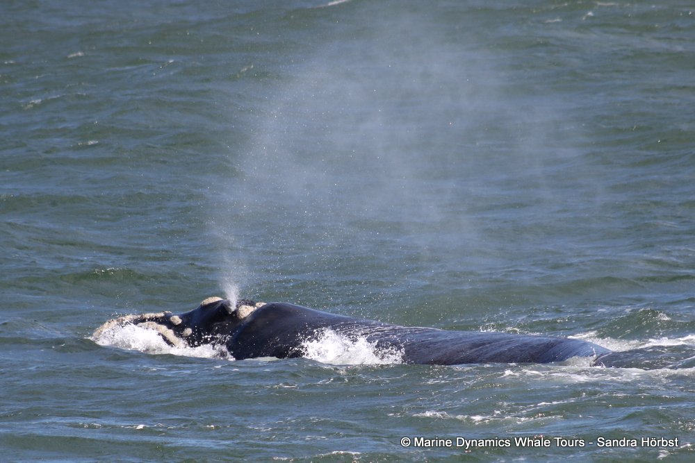 Southern right whale, whale watching, gansbaai, south africa,