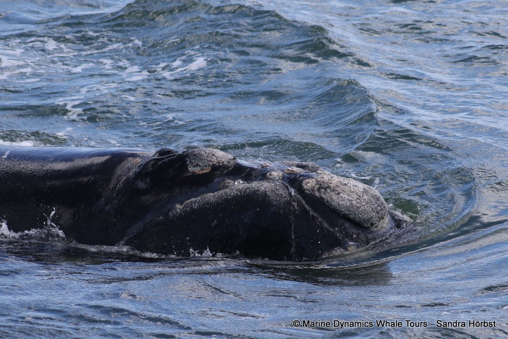 Southern right whale, whale watching, gansbaai, south africa,