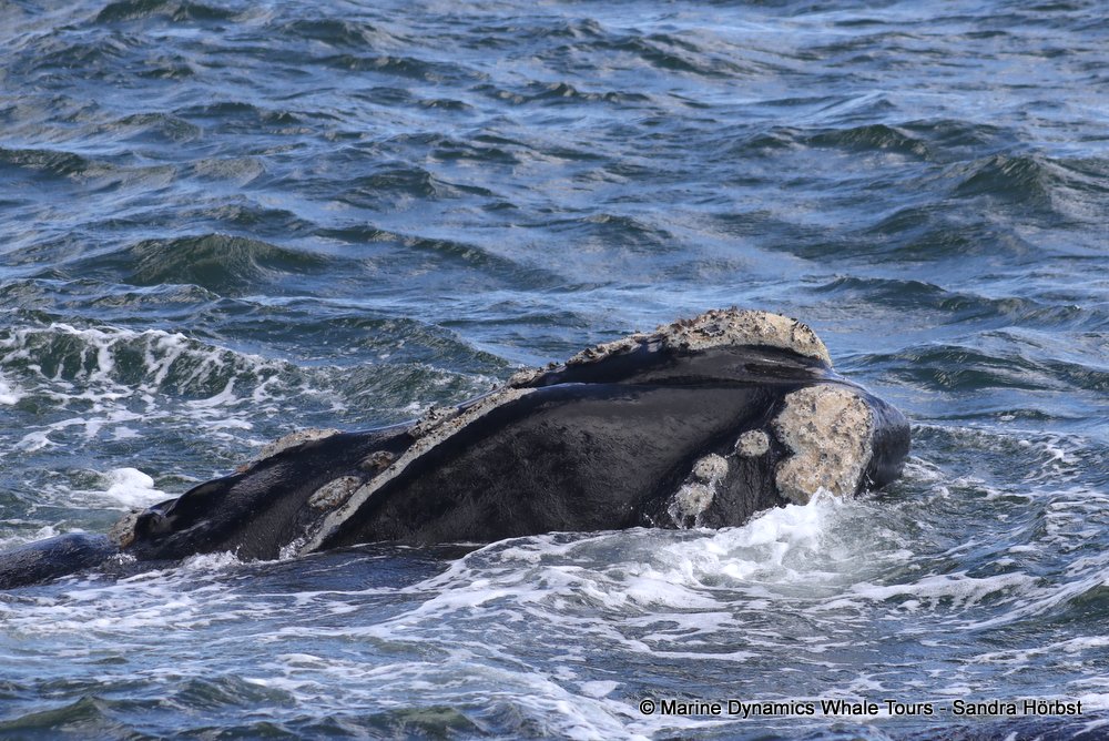 Southern right whale, whale watching, gansbaai, south africa,