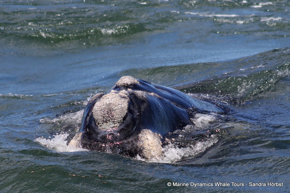 Southern right whale, whale watching, gansbaai, south africa,