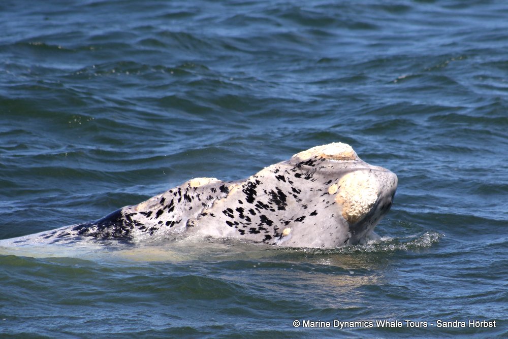 Southern right whale, whale watching, gansbaai, south africa,