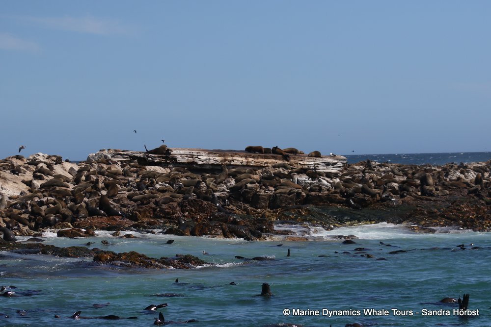 cape fur seal, whale watching, gansbaai, south africa