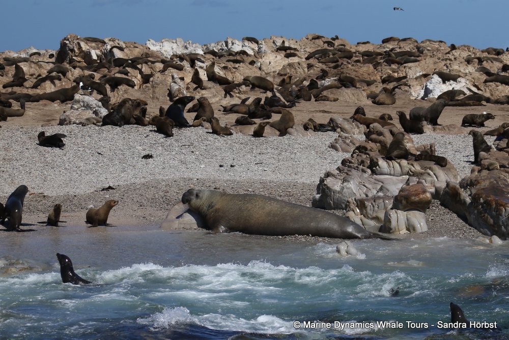 cape fur seal, whale watching, gansbaai, south africa
