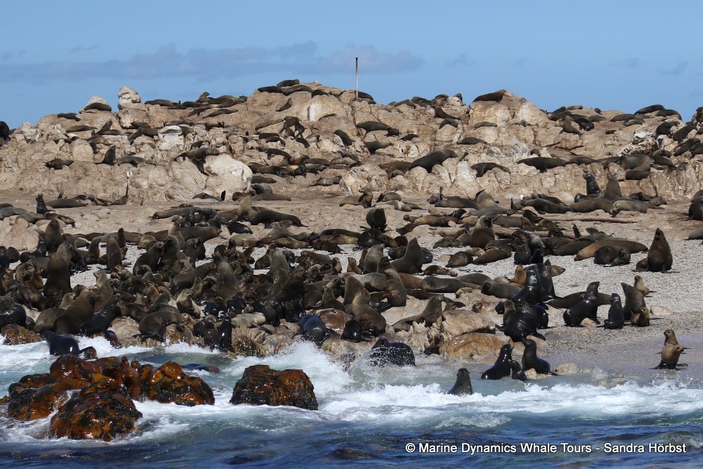 cape fur seal, whale watching, gansbaai, south africa