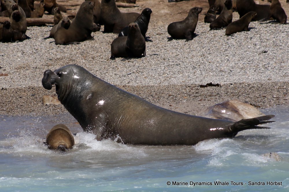 elephant seal, whale watching, gansbaai, south africa