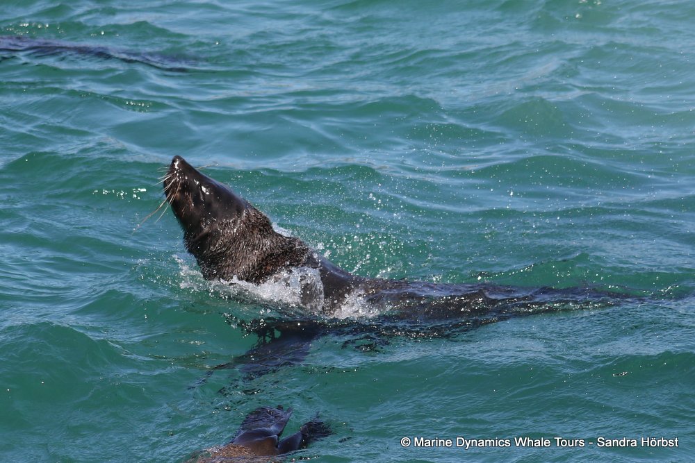 cape fur seal, whale watching, gansbaai, south africa