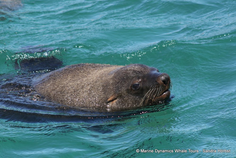 cape fur seal, whale watching, gansbaai, south africa