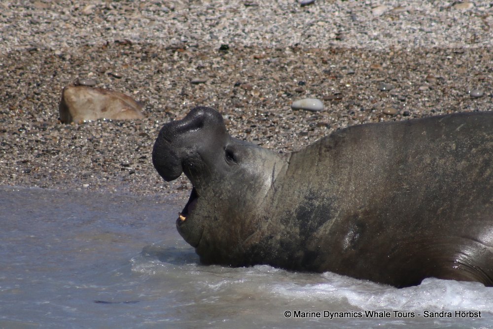 elephant seal, whale watching, gansbaai, south africa