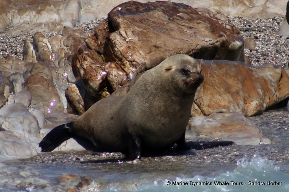 cape fur seal, whale watching, gansbaai, south africa