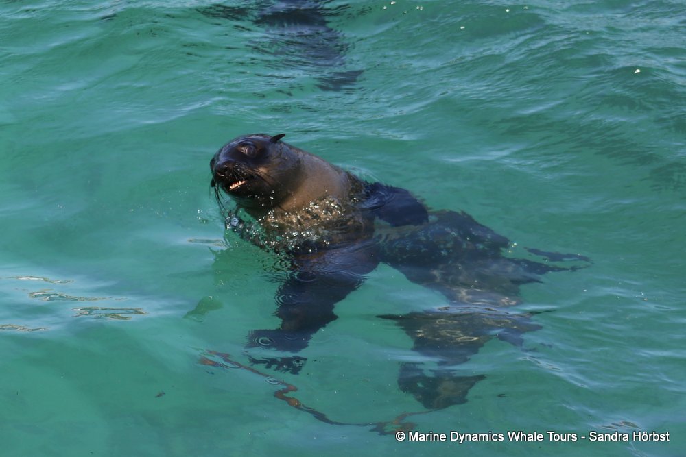 cape fur seal, whale watching, gansbaai, south africa